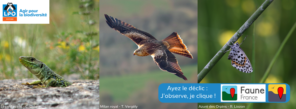 Initiation/perfectionnement à la saisie de données naturalistes